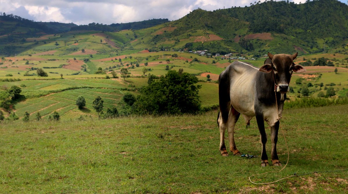 Sampan_Travel's tweet photo. This cow challenging the Kalaw Hills as the most beautiful thing in Shan State right now. | Photo: Laura Talias | #nature #beautifulcows https://t.co/8JbBSdp6m2