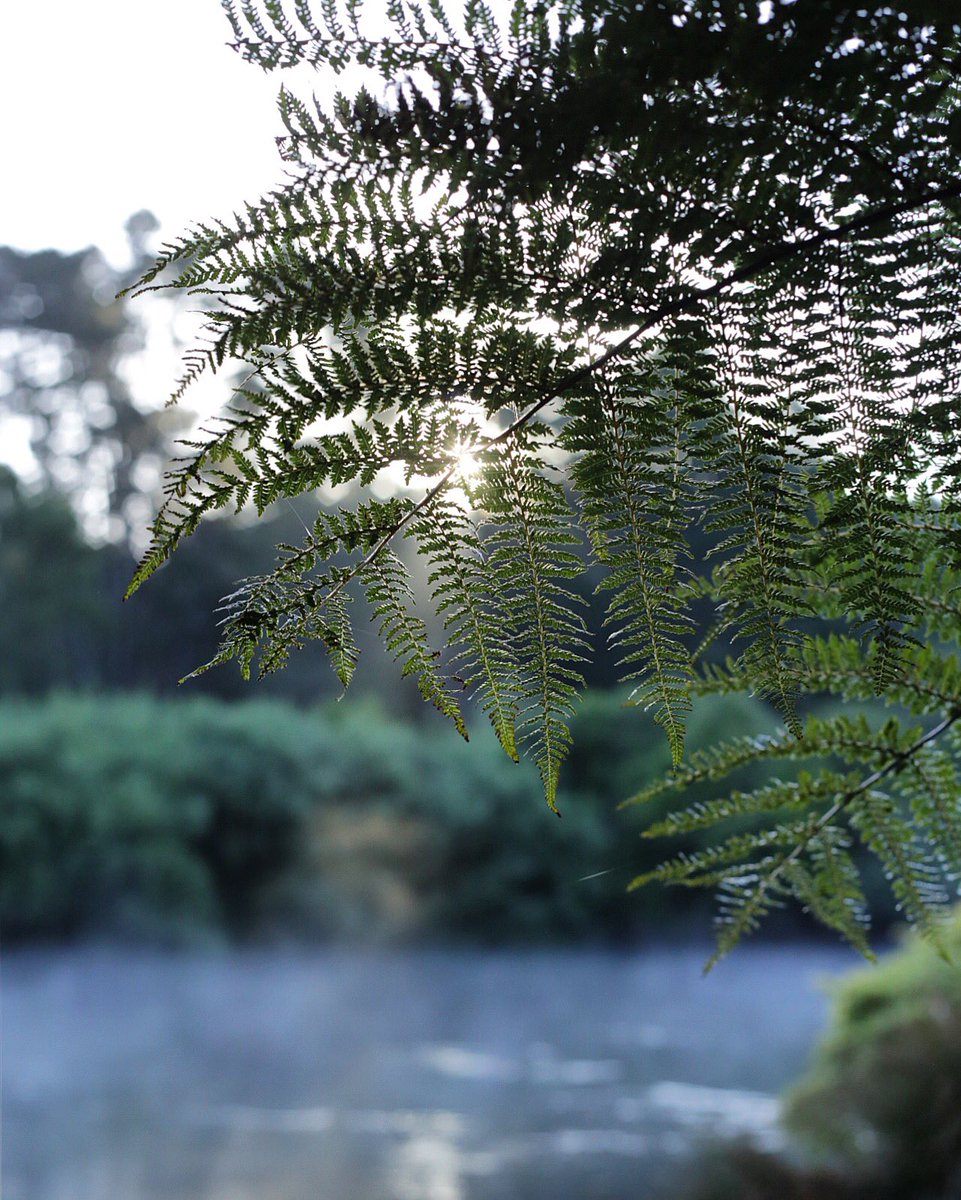 #tb to <a href="/HukaLodge/">Huka Lodge</a> mornings. Mist rising and the sun piercing through the ferns, warming up everything in its path <a href="/JCorbettJones/">Jane Corbett-Jones</a>
