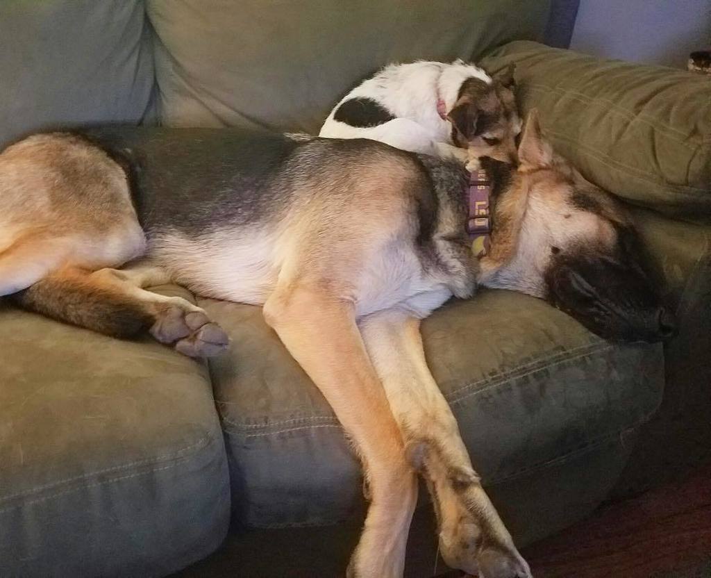 ShaiGermanShep's tweet photo. When snuggles are everything. #whosaidbeingabigdogmeantmeandog https://t.co/bI8a9k3YX2