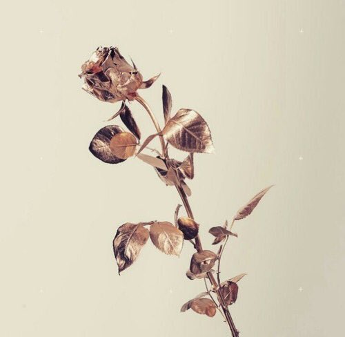 _soRosee tweet picture