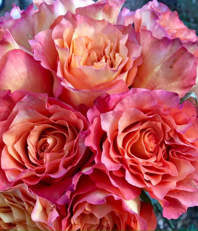 _soRosee tweet picture