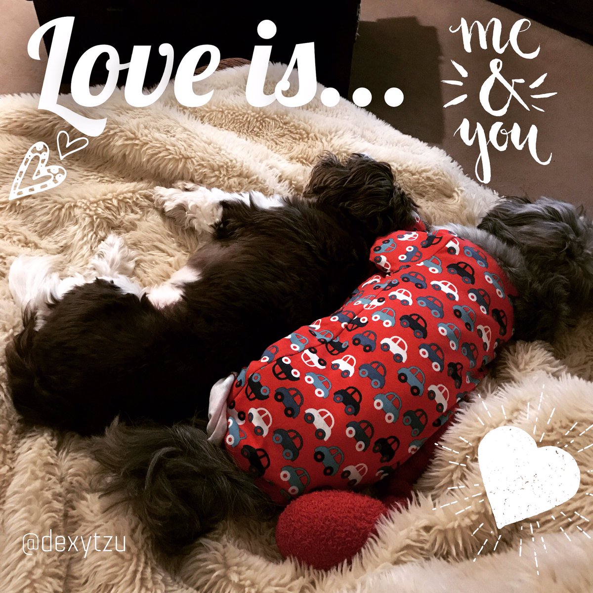 dexytzu's tweet photo. Morning everyone - just getting in some last minute 💤💤 💗#lazysaturday #shihtzu #randomdexthoughts https://t.co/ChtDiWIO7d