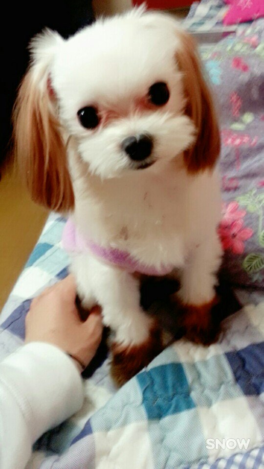 snuperofficial's tweet photo. [#실시간스누퍼]

스윙에게 상호군이 자신의 귀염둥이 강아지🐶
'연두' 를 자랑하고 싶다며 사진을 전해왔습니다:D
핑크상호를 닮아(?) 핑크가 잘 어울리는 연두쨩! 

#SNUPER #스누퍼 #SANGHO #상호 #연두 https://t.co/cvr3c4113y
