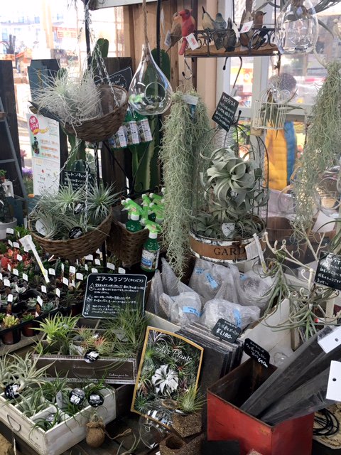 ジョイフル本田 ガーデンセンター ガーデンセンター君津店です 千葉県 年明けより意気込みも新たに 多肉 サボテン エアープランツコーナーのリニューアルと充実を図っております ワクワクする売り場作りを目指していきますので ぜひぜひお運び