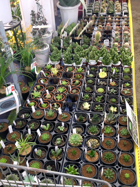 ジョイフル本田 ガーデンセンター ガーデンセンター君津店です 千葉県 年明けより意気込みも新たに 多肉 サボテン エアープランツコーナーのリニューアルと充実を図っております ワクワクする売り場作りを目指していきますので ぜひぜひお運び