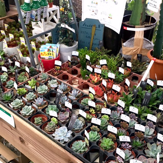 ジョイフル本田 ガーデンセンター ガーデンセンター君津店です 千葉県 年明けより意気込みも新たに 多肉 サボテン エアープランツコーナーのリニューアルと充実を図っております ワクワクする売り場作りを目指していきますので ぜひぜひお運び