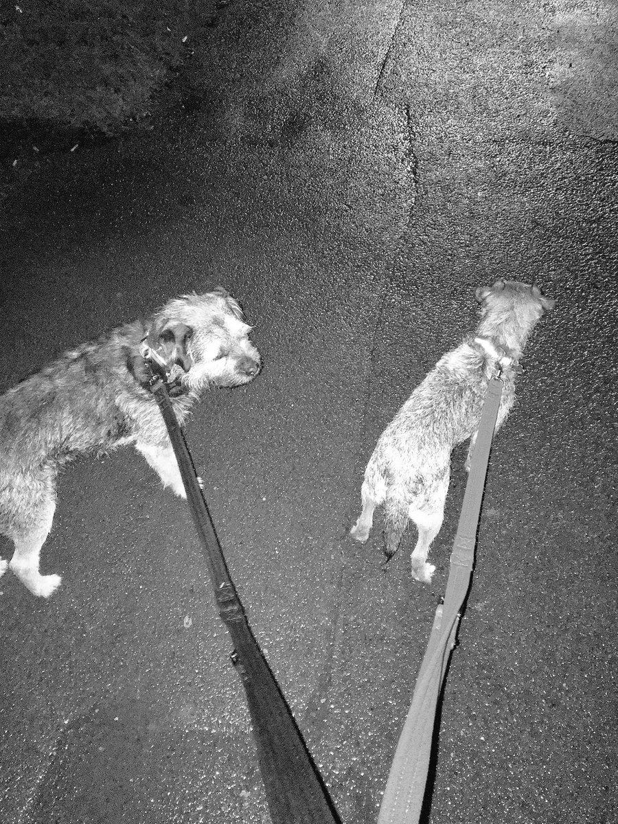 ChazTheBorder's tweet photo. Went for early snooter about. Almost nabbed a bit of discarded kebab but the human caught me eyeing it up. 😏 Snoozing now. #MiniHolibobs https://t.co/bASUCntL3i