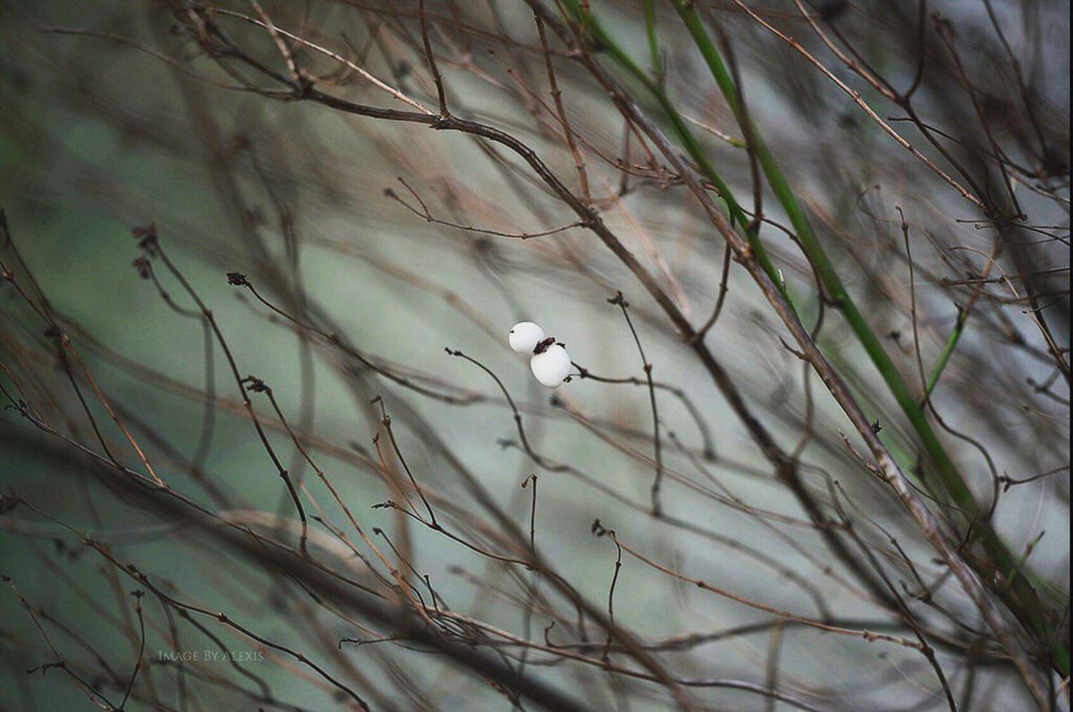 FlexBliss's tweet photo. Winter in the garden ⛄️#snowman #macrophotography #we're walking in the air' #photography https://t.co/mpS3nUrl5d