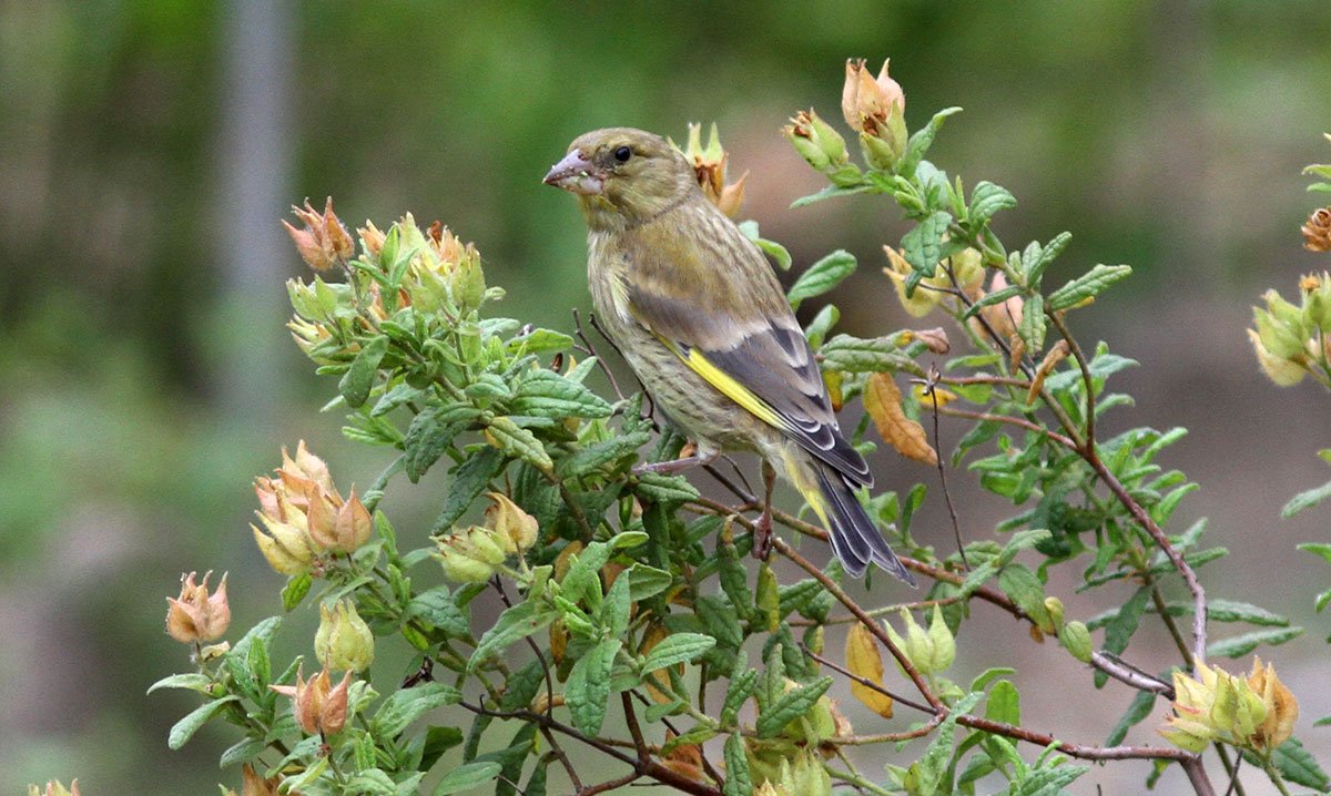 VigieNature's tweet photo. C'est parti pour le grand comptage des #oiseaux des jardins ! Et si vous participiez en famille ? https://t.co/nLOuVyb8kQ #nature https://t.co/76MNAQ5D6P
