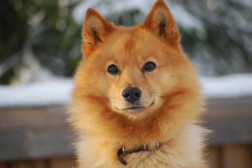 世界のワンちゃん図鑑 Na Twitteru フィニッシュ スピッツ フィンランドに古くから存在していた古代犬種 北欧の猟犬とキツネの間に生まれた犬の子孫であるという言い伝えが残されています 活発で元気一杯な子が多く たくさんの散歩が必要です 世界のワンちゃん図鑑 Na Twitteru フィニッシュ スピッツ フィンランドに古くから存在していた古代犬種 北欧の猟犬とキツネの間に生まれた犬の子孫であるという言い伝えが残されています 活発で元気一杯な子が多く たくさんの散歩が必要です