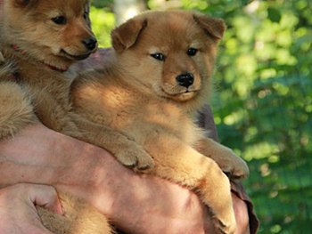 世界のワンちゃん図鑑 Na Twitteru フィニッシュ スピッツ フィンランドに古くから存在していた古代犬種 北欧の猟犬とキツネの間に生まれた犬の子孫であるという言い伝えが残されています 活発で元気一杯な子が多く たくさんの散歩が必要です 世界のワンちゃん図鑑 Na Twitteru フィニッシュ スピッツ フィンランドに古くから存在していた古代犬種 北欧の猟犬とキツネの間に生まれた犬の子孫であるという言い伝えが残されています 活発で元気一杯な子が多く たくさんの散歩が必要です