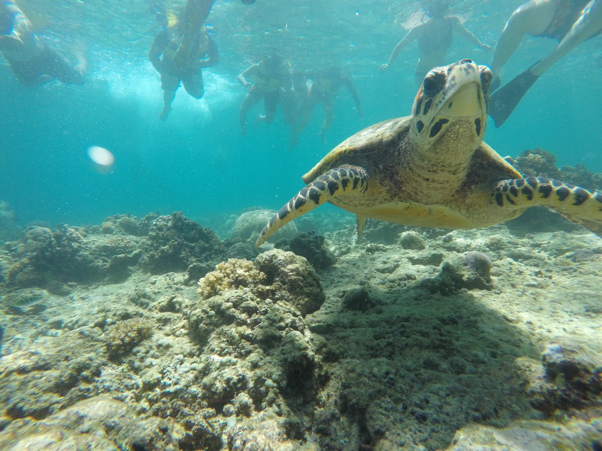 export_mike's tweet image. Flying to Australia soon! #Bali has been incredible! #turtles #sun #paradise I&apos;ll be looking for a job soon! anyone want to hire me in Syd?