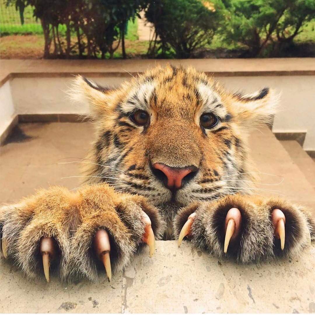 AmazlngPictures's tweet photo. 🐯 https://t.co/TZvxs4j77Y