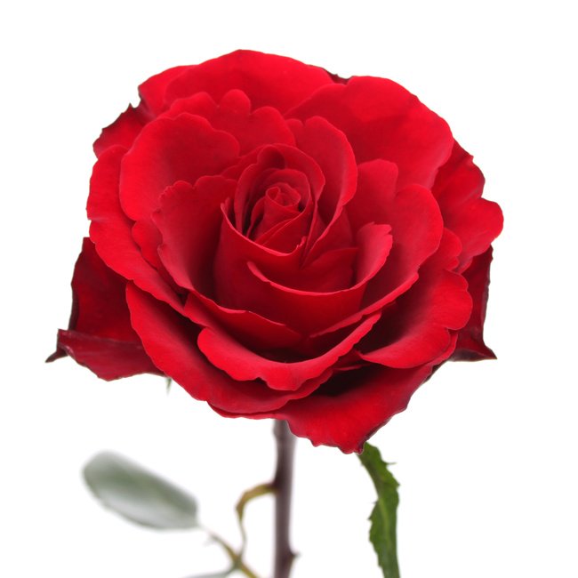 Rose scented shave cream from <a href="/tayloroldbondst/">Taylor Old Bond St</a> with notes of rose, geranium, hints of clove and cinnamon.

menessentials.ca/products/taylo…
#wetshave