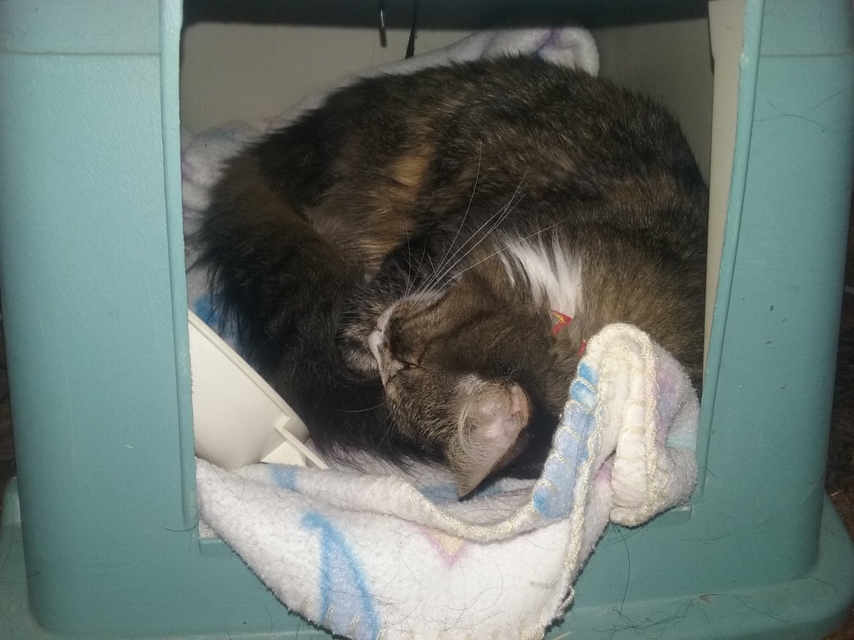 Readiculous's tweet photo. #Caturday 
#Bigby
#LittleBigs https://t.co/LtVbSLFA8K