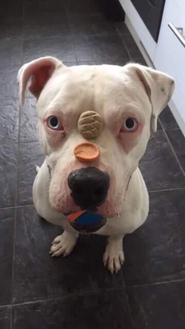 karen73984451's tweet photo. #dogsoftwitter #affectionat adorable boy #Blu would ๐a furever ๐กplz rt all info @NWDogRescue https://t.co/YA1GZY0lRL