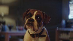 design_lyy's tweet photo. BusterTheBoxer Tops Most Shared Ads Of 2016 for John Lewis https://t.co/2u0EyFogWd https://t.co/azi3g2FP8K