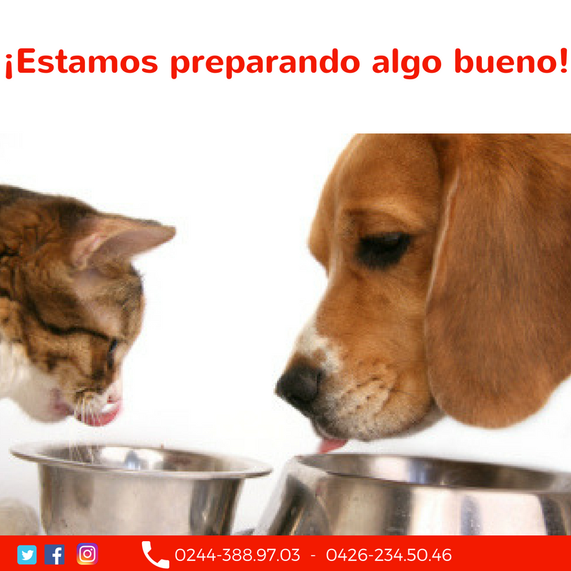 Aba_AliDog's tweet photo. Para este #2017, traemos cosas buenas ¡Trabajamos por la salud y el bienestar de todos las mascotas! #AliDog https://t.co/K4sLvowANb