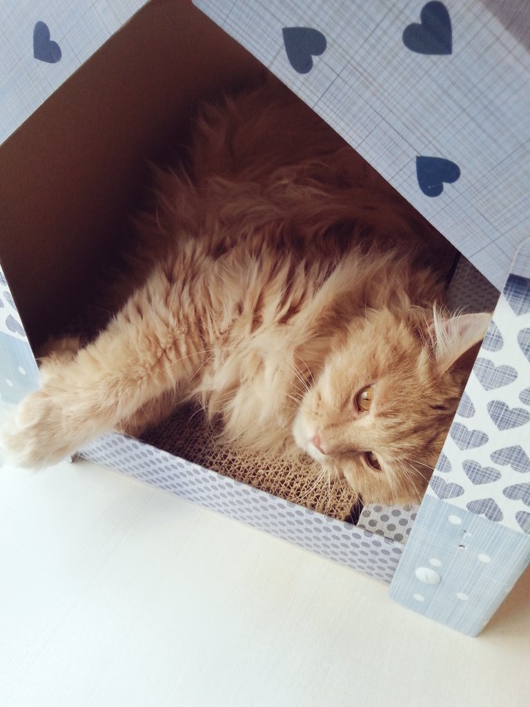 M0niGiri's tweet photo. #FluffCat 😽 https://t.co/XH6o4Zsq25