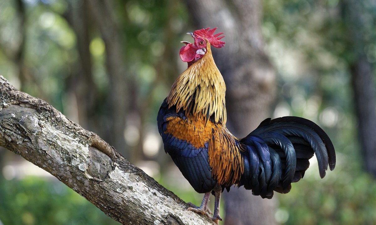 HAPPY CHINESE NEW YEAR!!