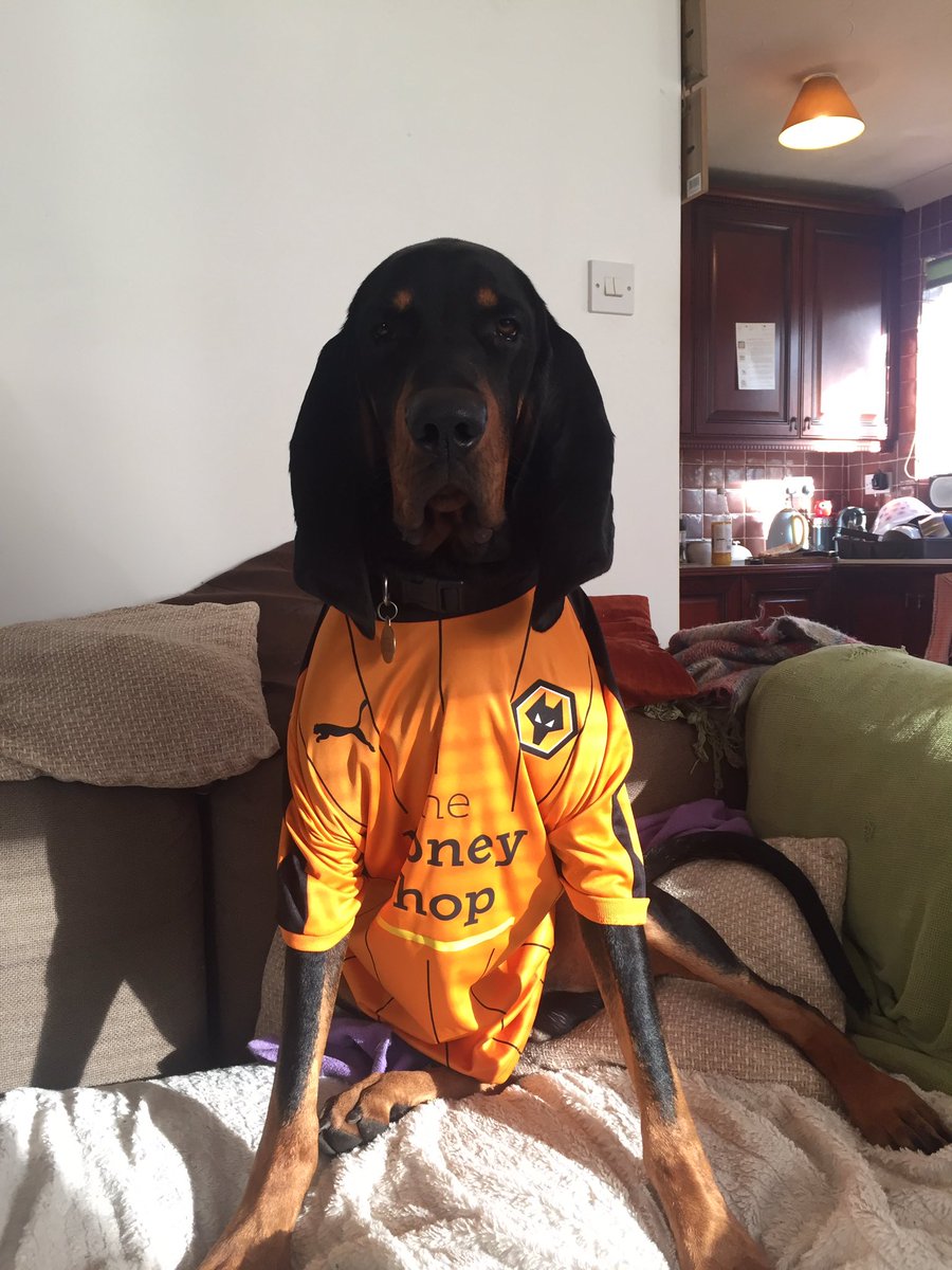 mattgearing1986's tweet photo. Come on you Wolves #Wolves #wwfc #WolverhamptonWanderers #football #facup #blackandtancoonhound #floki #soccer #coonhoundofinstagram https://t.co/DdeB6TjYRG