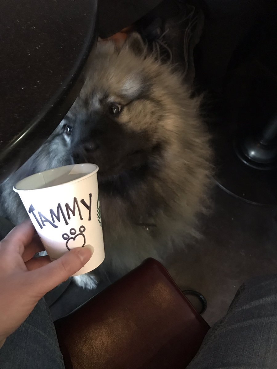 Tammy is a mini celebrity <a href="/DriveThruStar/">MetrOasis Drive Thru</a> ! Come join the puppy revolution! #dogfriendly #buckspups #starbuckspups