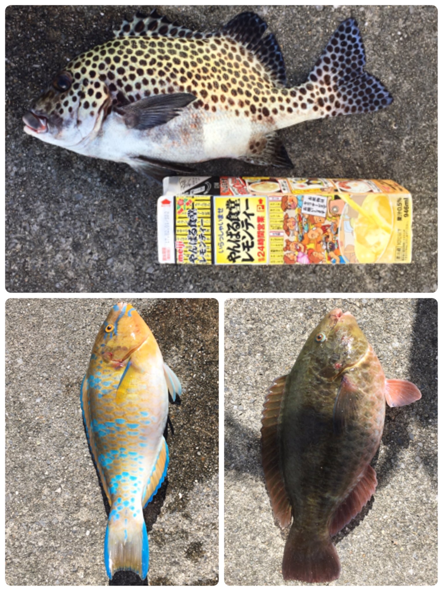 たくま 今日の釣りはいろいろやばかったな 総額約２万の釣り道具盗まれたのは本当にいらいらする 人の道具取ってそれで魚釣って嬉しいのかな 帰りにシーランドで道具買っちゃったよ 9000円死亡 40アップのクレーミーバイは嬉しかった クレー