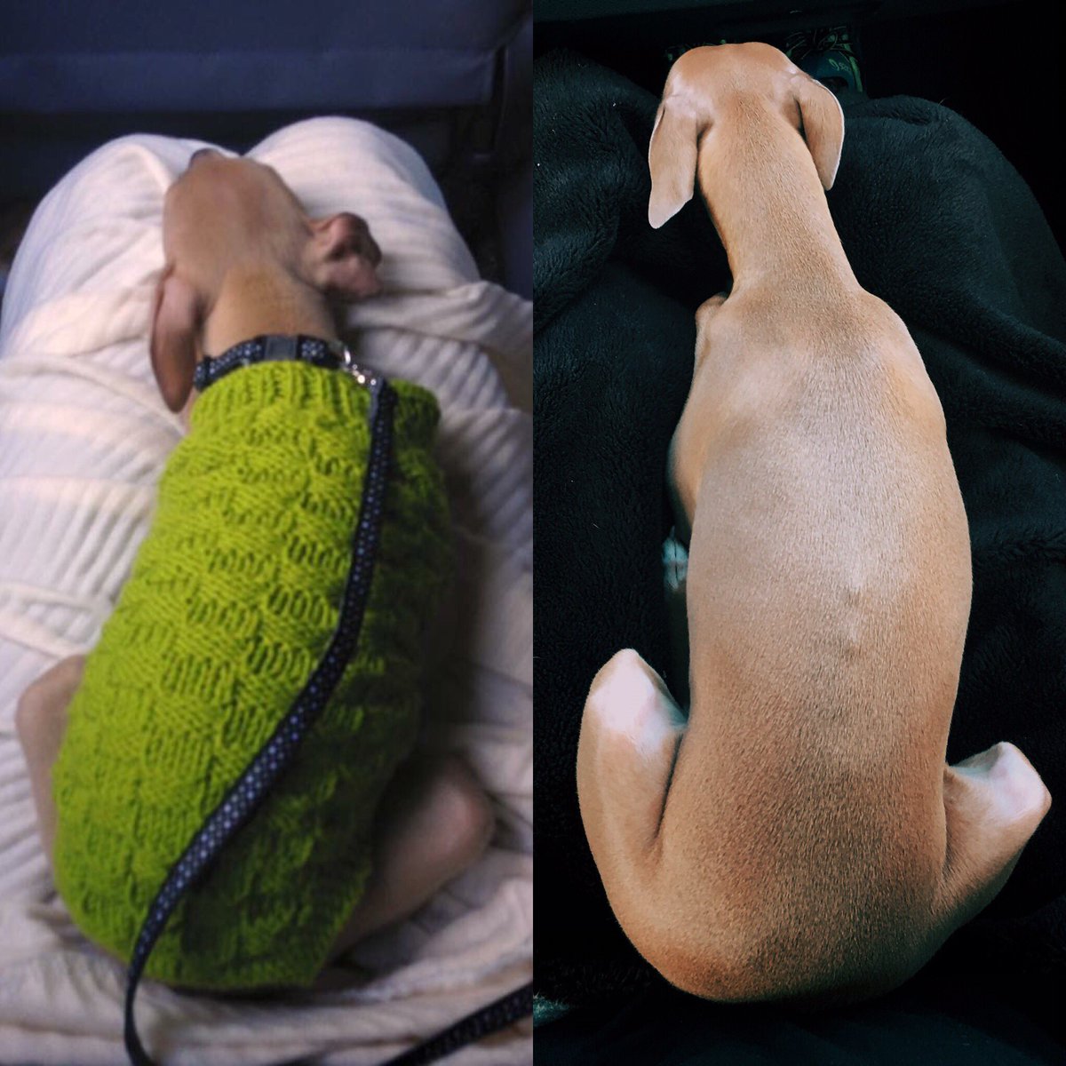 One year ago today we met the gorgeous puppy on the left for the first time. A year later, nothing's changed! Love you Merlin!!!