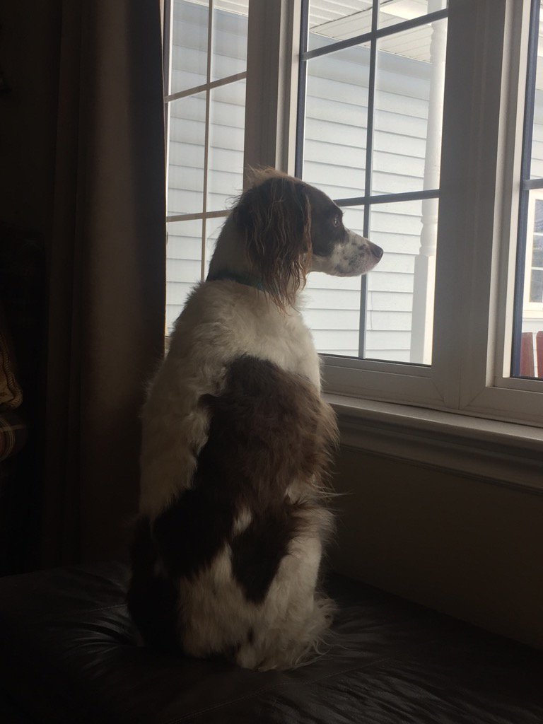 Matchettfb's tweet image. 2nd check #2dogs #doublesecurity 😊