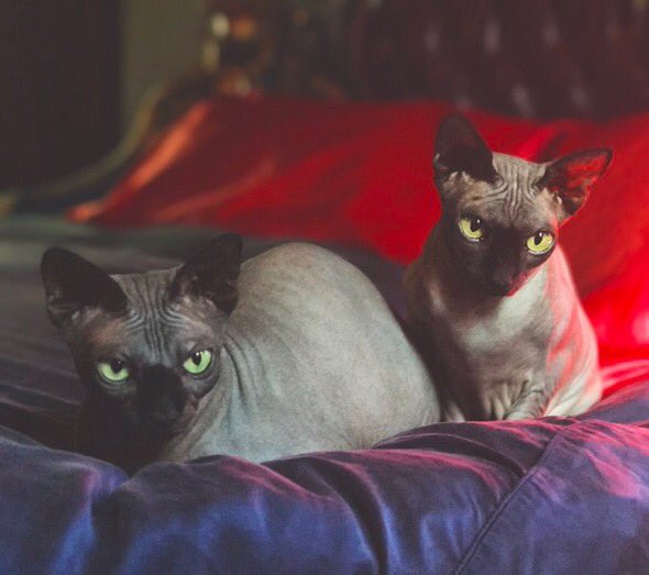 Piaf and Poe aren't ready to leave bed yet, that's my excuse.