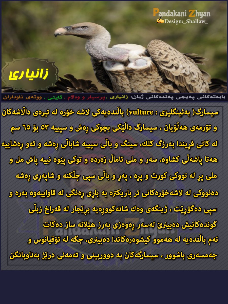 shallaw_95's tweet photo. #Shallaw #pandakani_zhyan #zanyari https://t.co/gOrR62C0KG