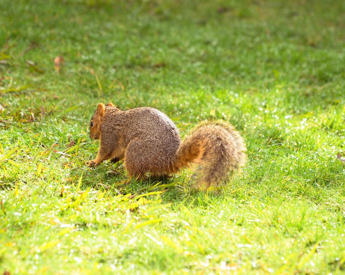 hashtagfomo1's tweet image. #ContraryToPopularOpinion  #Squirrels are biggest threat to our #Intrastructure. 2nd- raccoons, 3rd- rats, 4th- frogs  -kimkomando