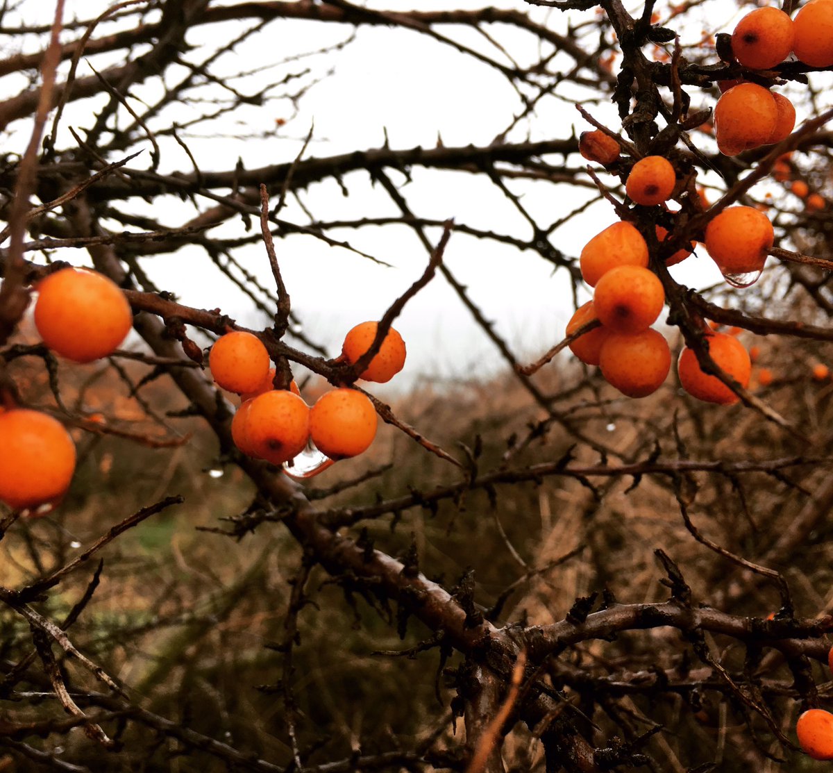Morning foraging at East Lothian! #Edinburgh #foodie #fresh #eatlocal #popup