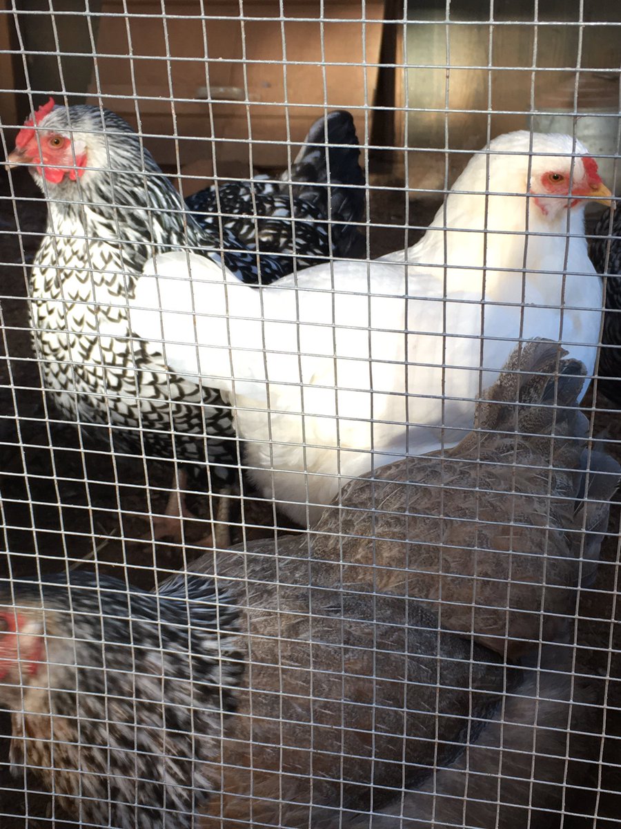 ProgEdNet's tweet photo. There ain't nobody here but us chickens...@HighMeadowsGA #NIPEN4.0 https://t.co/waEyFcVB9L