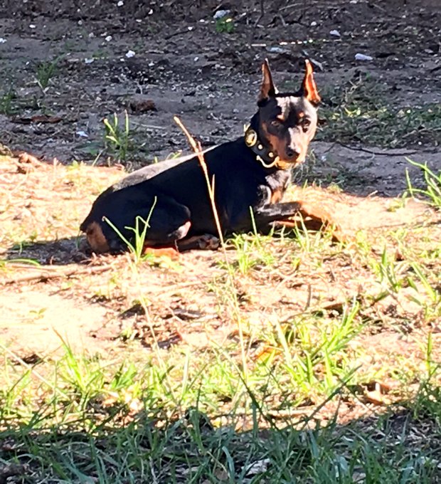 Anubis guarding Me while I have My morning coffee and cigarette, on the phone rewiring My slave https://t<a href="/tag/feet"class="tags"><span>#feet</span></a>