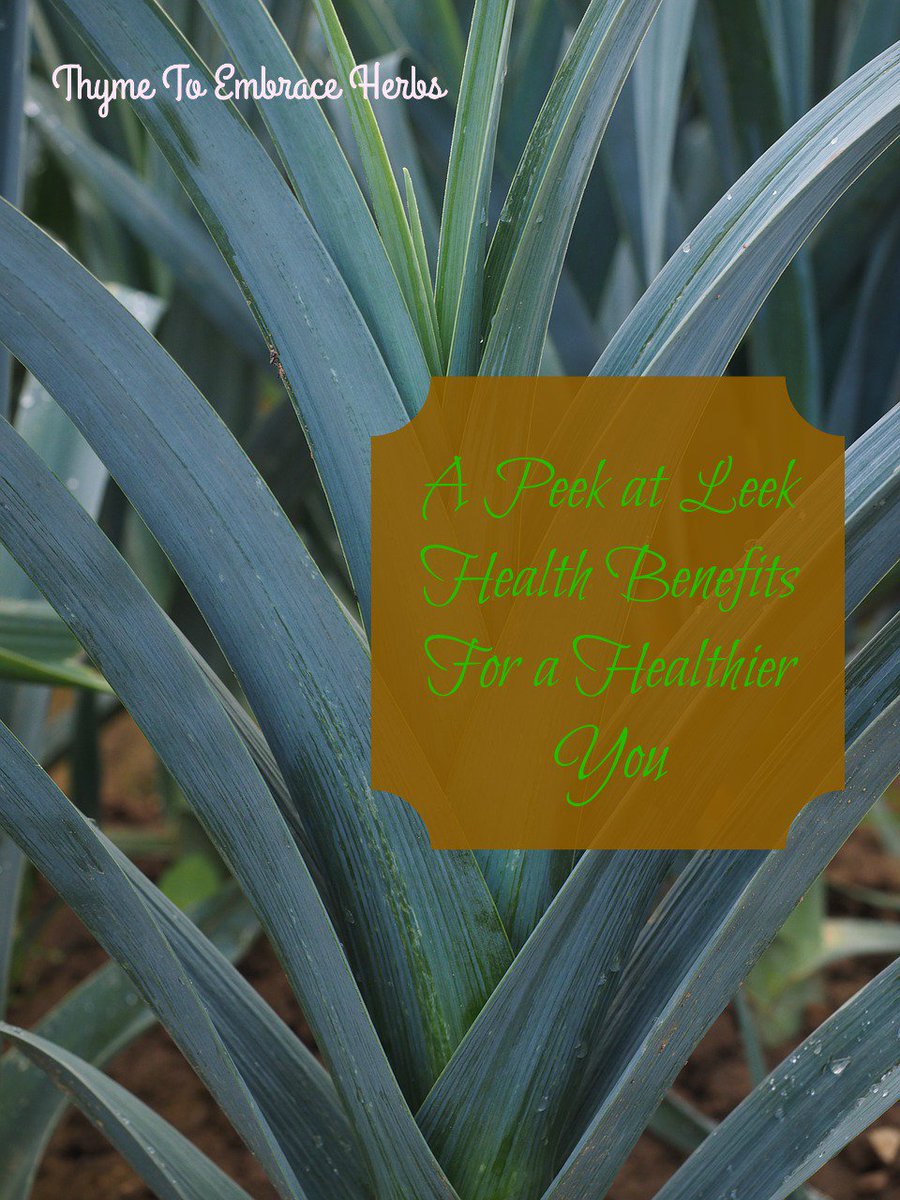 thymeto's tweet photo. A Peek at Leek Benefits for a Healthier You https://t.co/d5NIC8qw8J #leeks https://t.co/q1DOq7gUje