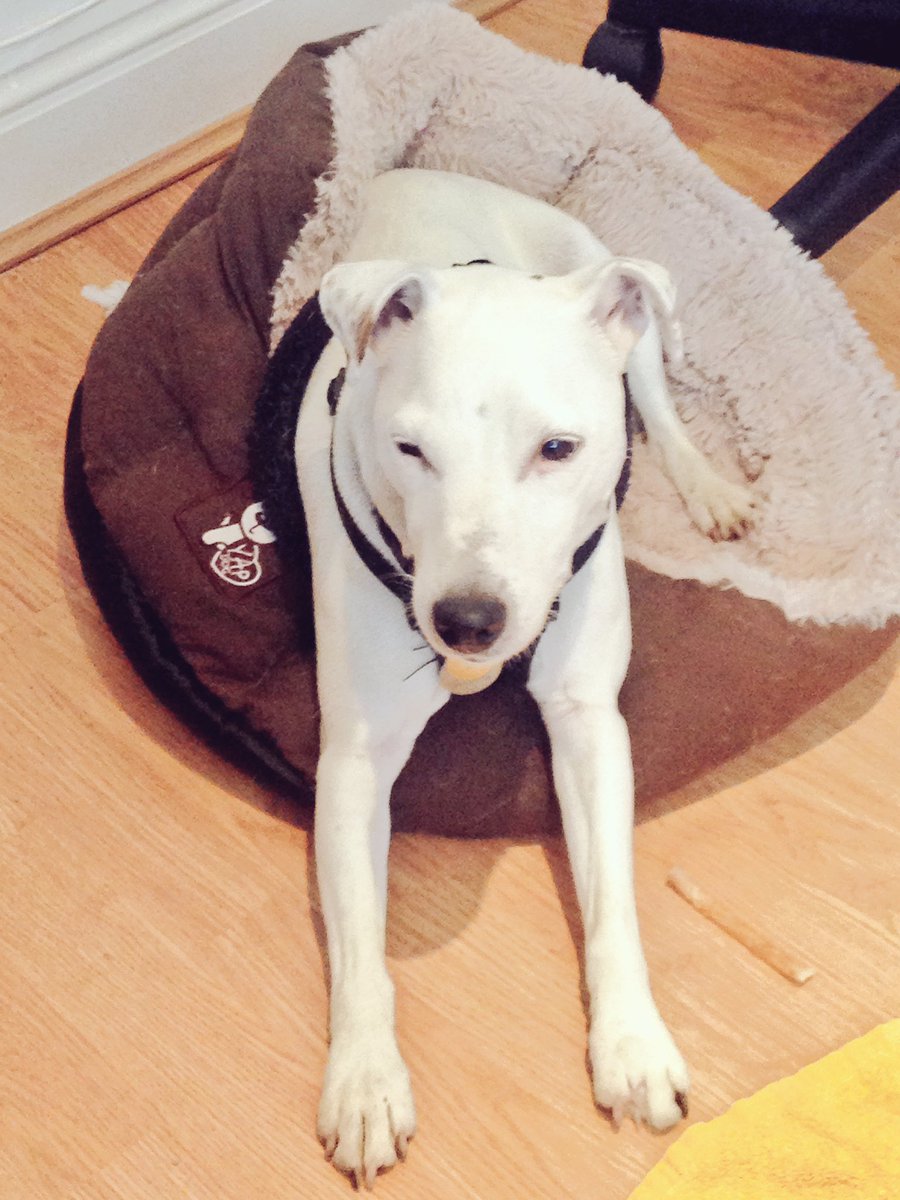 Had a lovely time with <a href="/montythedog/">DailyPetPics</a>