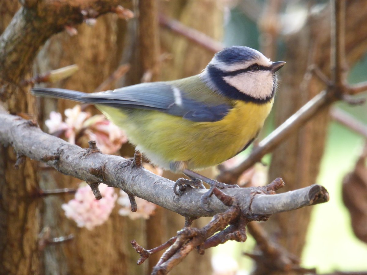 vanilla_L_cake's tweet photo. I enjoyed #BigGardenBirdWatch earlier. This #bluetit was so pretty. #WildlifeFromMyWindow https://t.co/d7ibiroeva