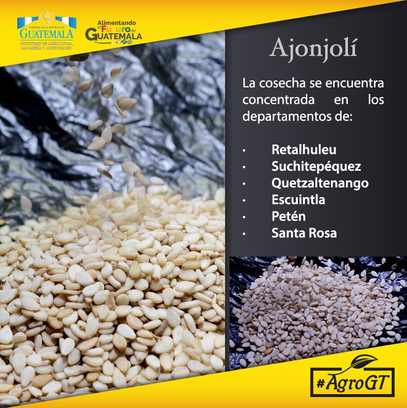 MagaGuatemala's tweet photo. ¿Sabes que departamentos son los principales productores de ajonjolí? Conócelos en #AgroGT https://t.co/WjlN7Q7ajL