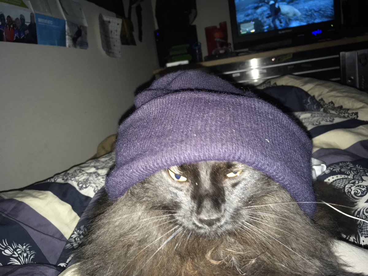 DawnsHopeAcres's tweet photo. Justin put a tuque on his kitty cat, Stewie 😁. #coolkitty #Caturday #kittyplease #CatsOfTwitter https://t.co/NSi0vmMBPy