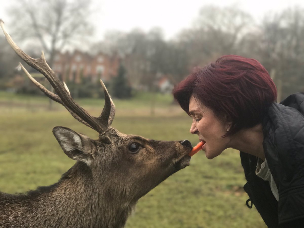 MrsSOsbourne's tweet photo. Feeding my favorite deer! What should we call him, Number 2? https://t.co/eZrSbCvwHU