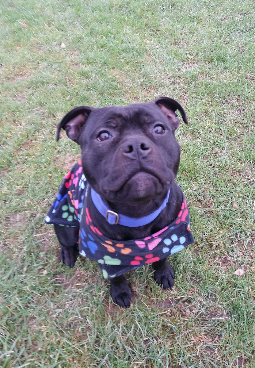 WoofWander's tweet photo. It's #StaffieSaturday 😊 Please spare a RT for little Max, currently with @NWDogRescue waiting for a fabulous new family! 🐾 #AdoptDontShop https://t.co/ulFaOVolZv