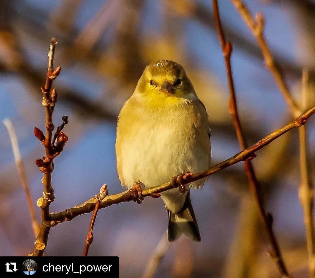 CBCNL's tweet photo. Here's looking at you, Saturday! Reposted from Cheryl Power 
#cbcnl #explorenl #birdsofins… https://t.co/m6yJ4rU3kJ https://t.co/FRuJvTWG5G