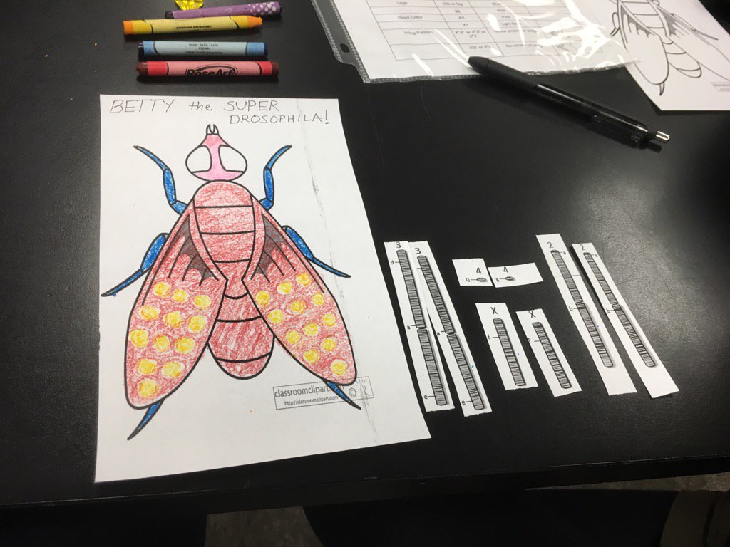 SwiatekScience's tweet image. Mrs. Palmer and I have created life #meiosis #ohsbraves #weekendPD #modelinginstruction @ohsapchemistry
