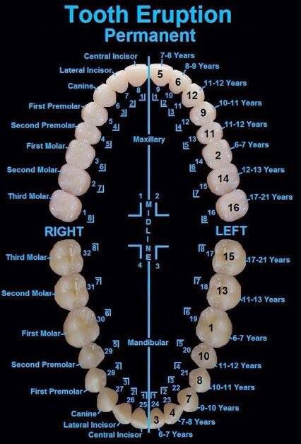 abdulghoneim's tweet image. Tooth eruption chart for permanent teeth #dentistag 
#dentistry #teetheruption