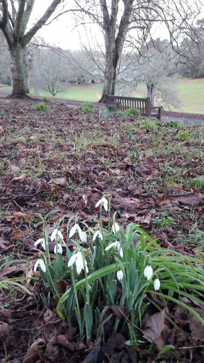 LLethers's tweet photo. #snowdrop watch @CockingtonC https://t.co/MOOLrkrs5p