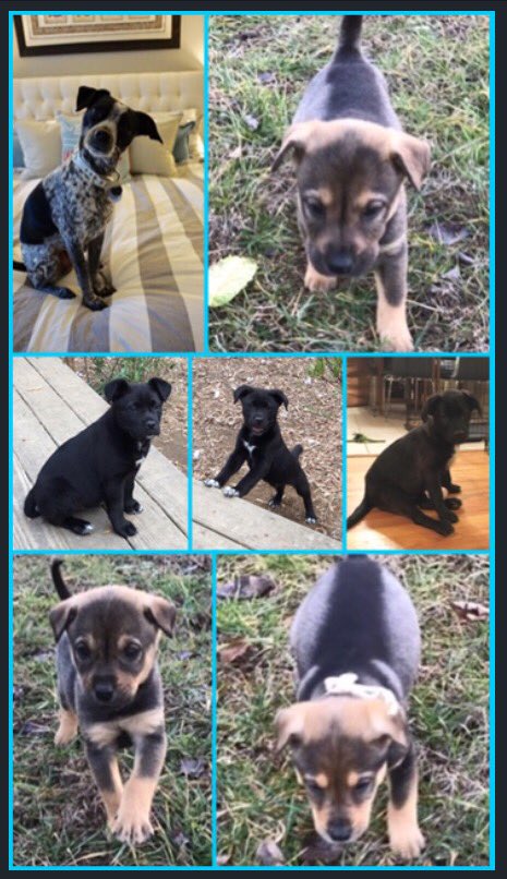 Today - 12-2pm - PETCO Holly Springs! #AdoptDontShop