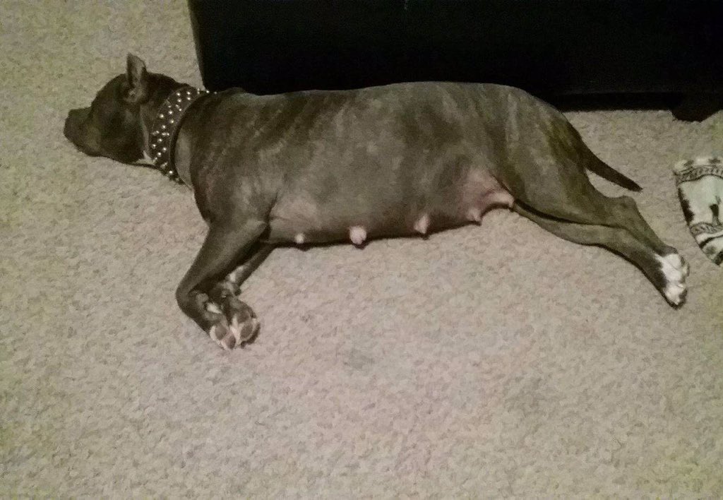 IceColdBully's tweet image. Kush with Azul baby's coming hopefully at the end of February