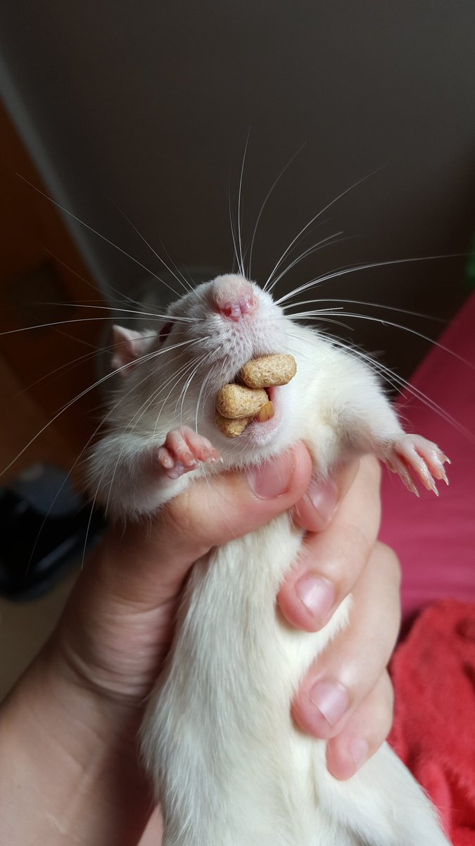 tinypedal's tweet image. 