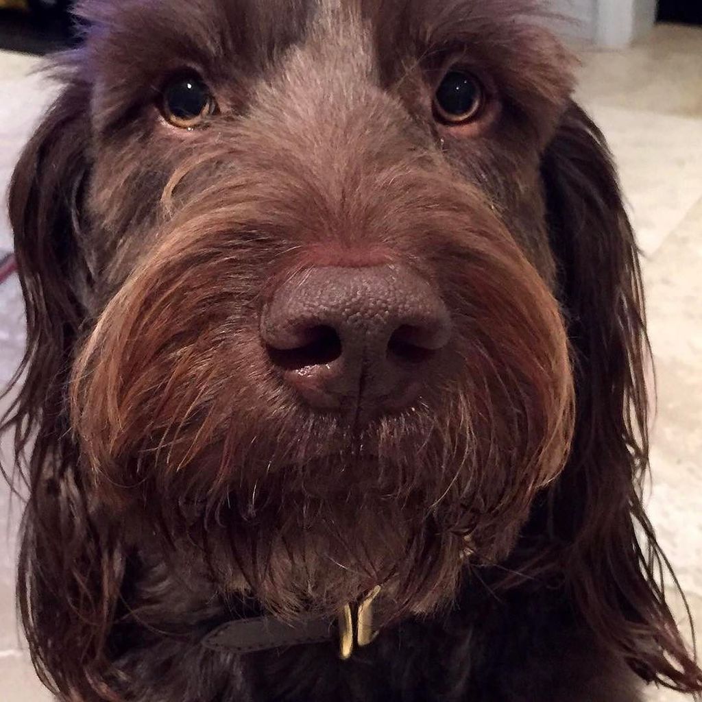 labraniche's tweet photo. how do you like my european union dog passport picture? 🐶 #labradoodle #labradoodlesofinst… https://t.co/eBmxcdYtP4 https://t.co/cP9hOyPrFV
